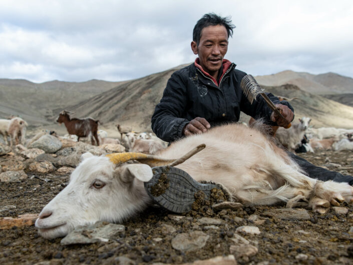 ON THE ROAD TO CASHMERE, THE WHITE GOLD OF THE HIMALAYAS