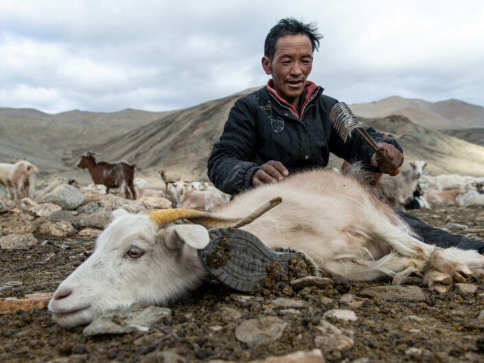 SUR LA ROUTE DU CACHEMIRE, L’OR BLANC DE L’HIMALAYA